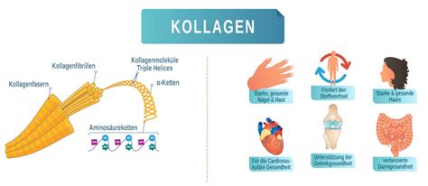 kollagen im körper.